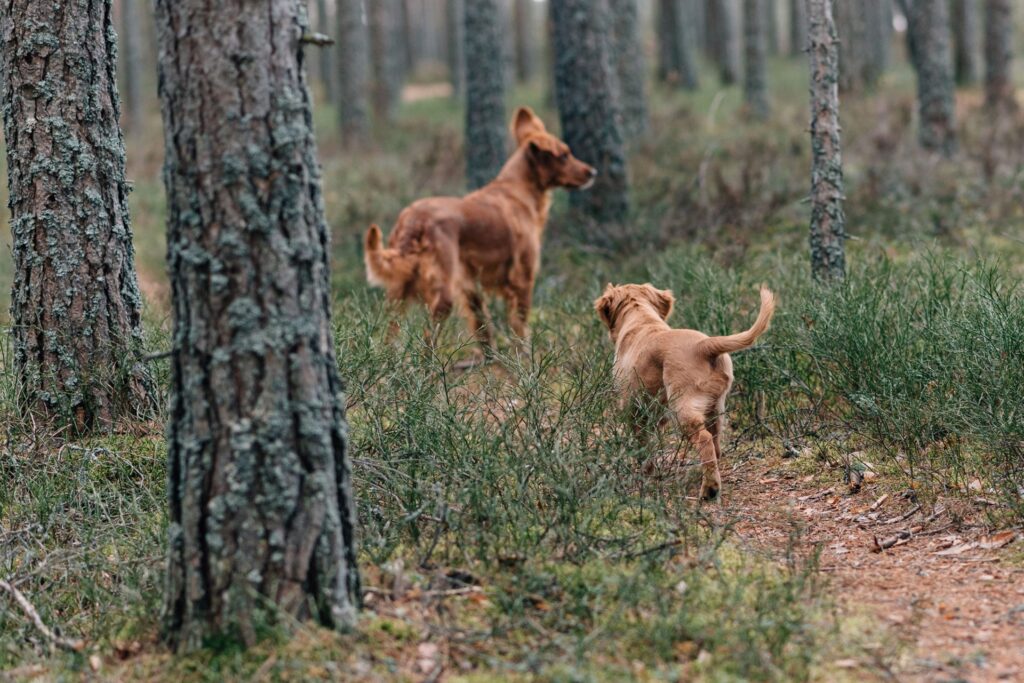 Hundar i skog