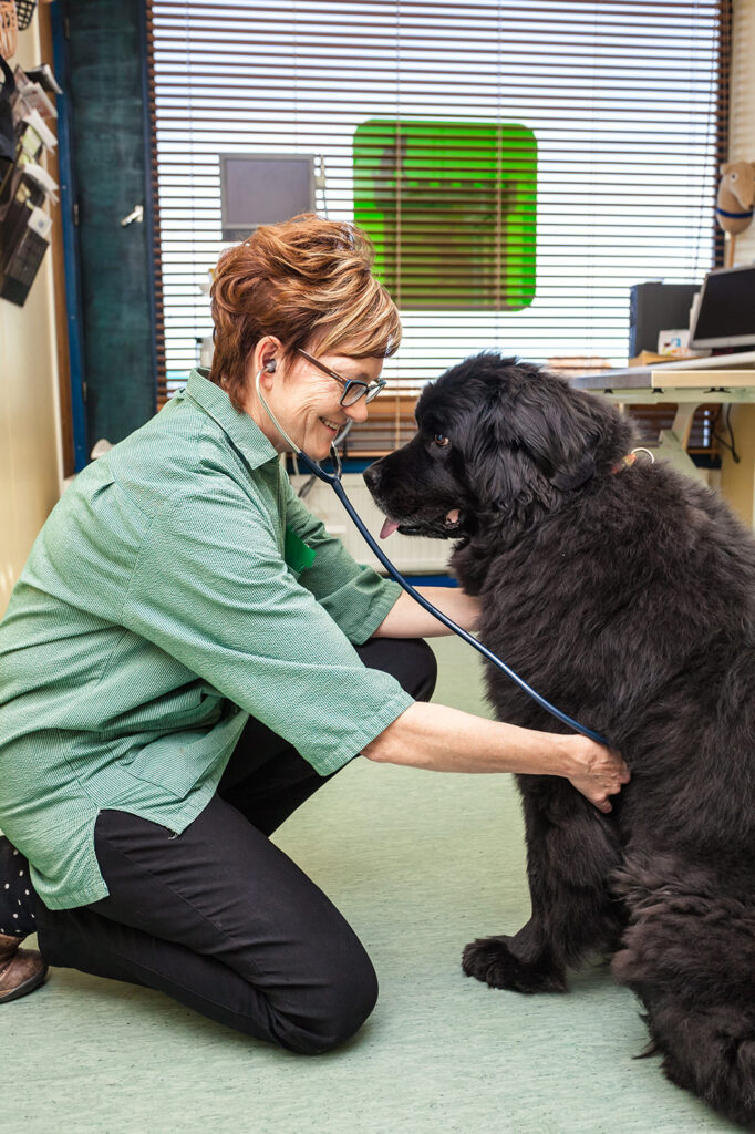 Nytt liv för hundar med artros