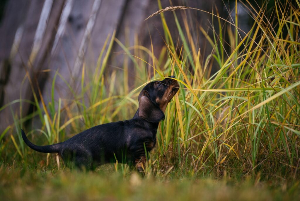 Utmana hundens nos – om hundens luktsinne