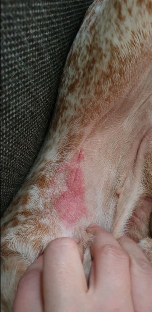 Hunden Icon led av irriterad hud och glanslös päls