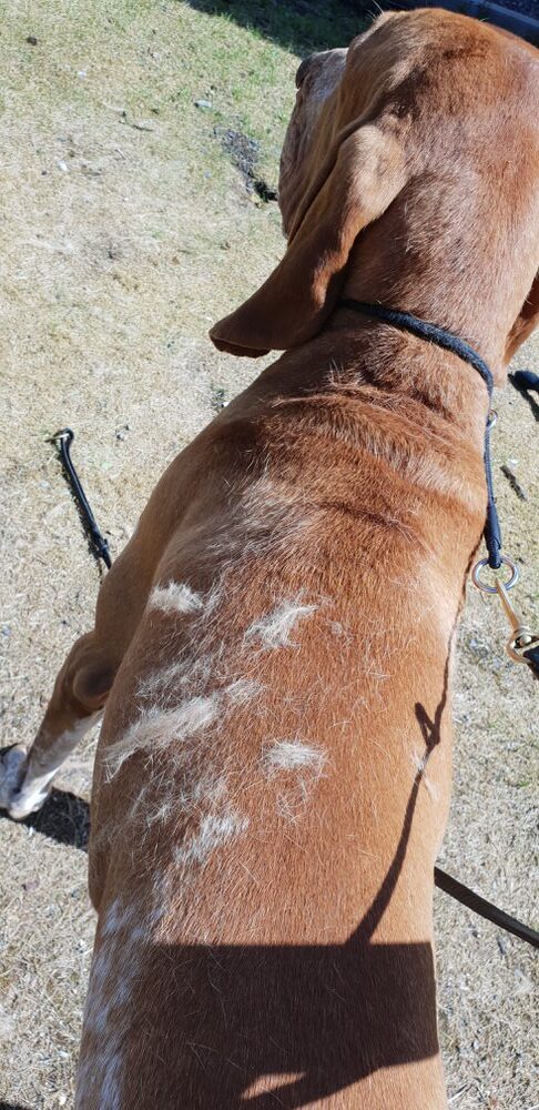 Hunden Icon led av irriterad hud och glanslös päls