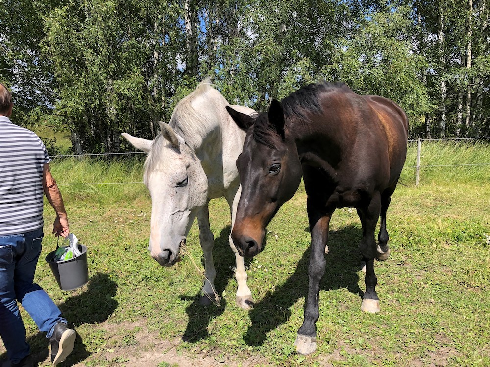 Hästarna på Skånsta Ryttare har återvänt från sitt sommarlov