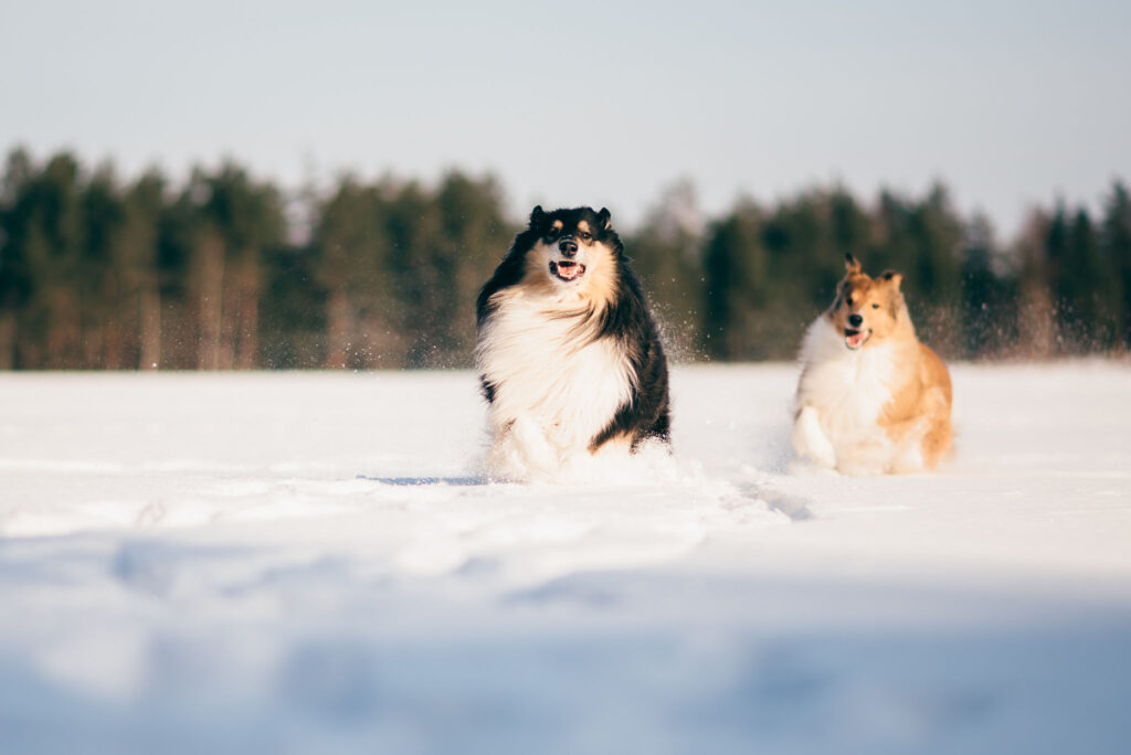 Lider din hund av hud- och pälsproblem under vintern?