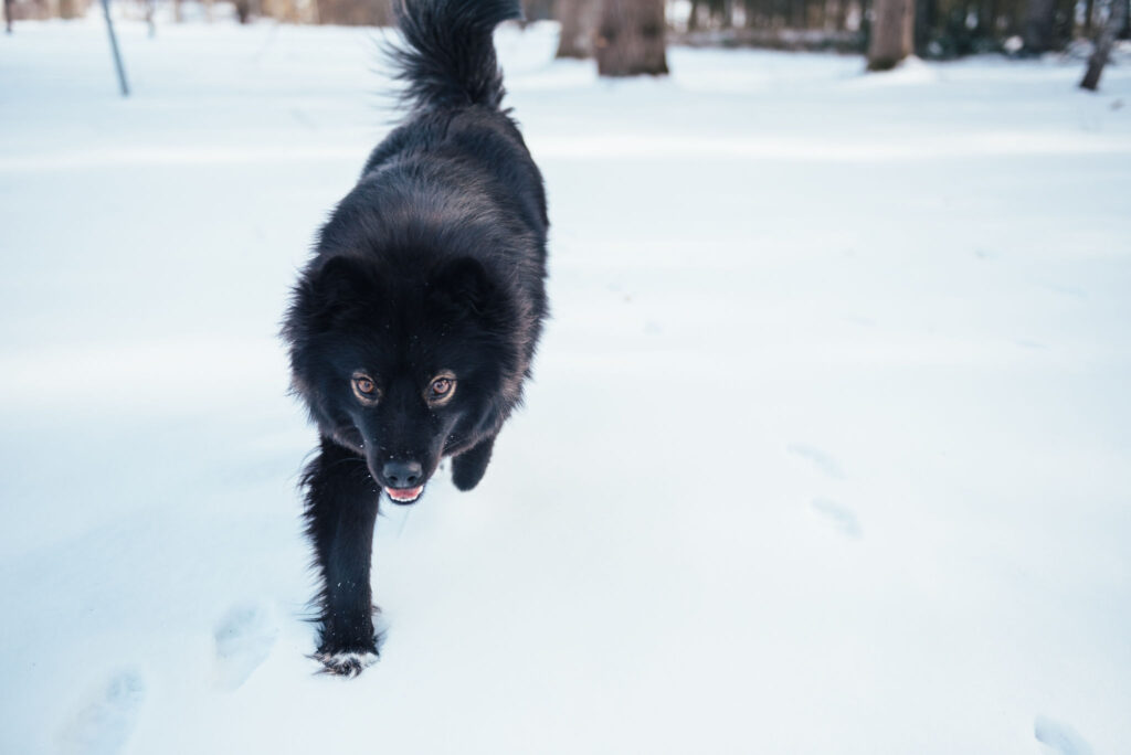 Lider din hund av hud- och pälsproblem under vintern?