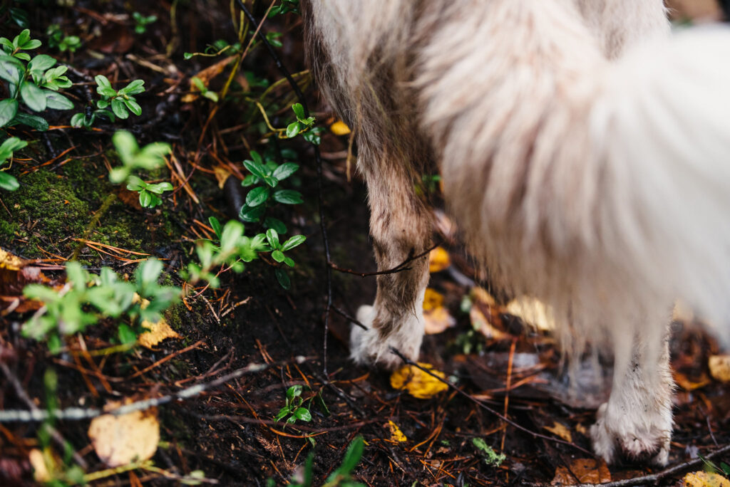 Hundens tasshälsa: friska trampdynor är släta och elastiska