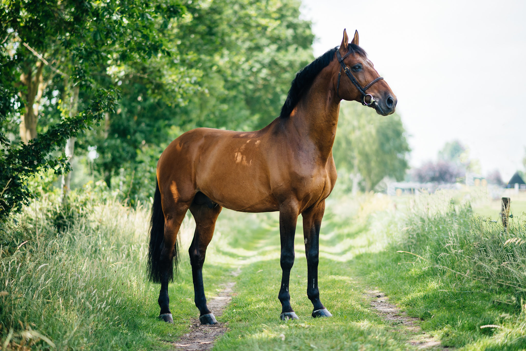 Juulia Jyläs väljer Nutrolin® HORSE-serien till sina hästar