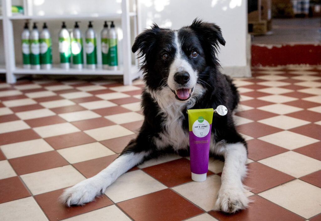 Bordercollie som ligger tillsammans med Nutrolin® HIP & JOINT-tuben