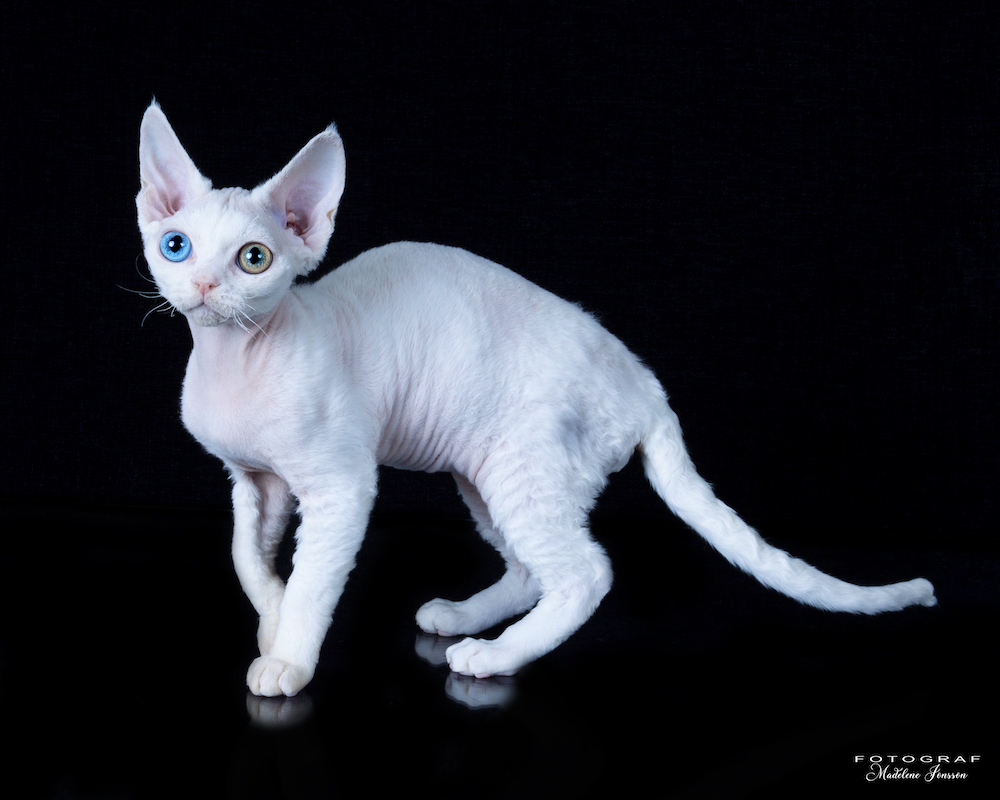 Katten Severus, foto Madelene Jonsson