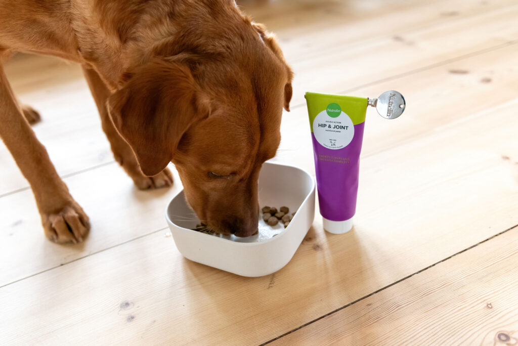 Labrador äter ur en matskål. Nutrolin® HIP & JOINT-tuben står bredvid skålen.