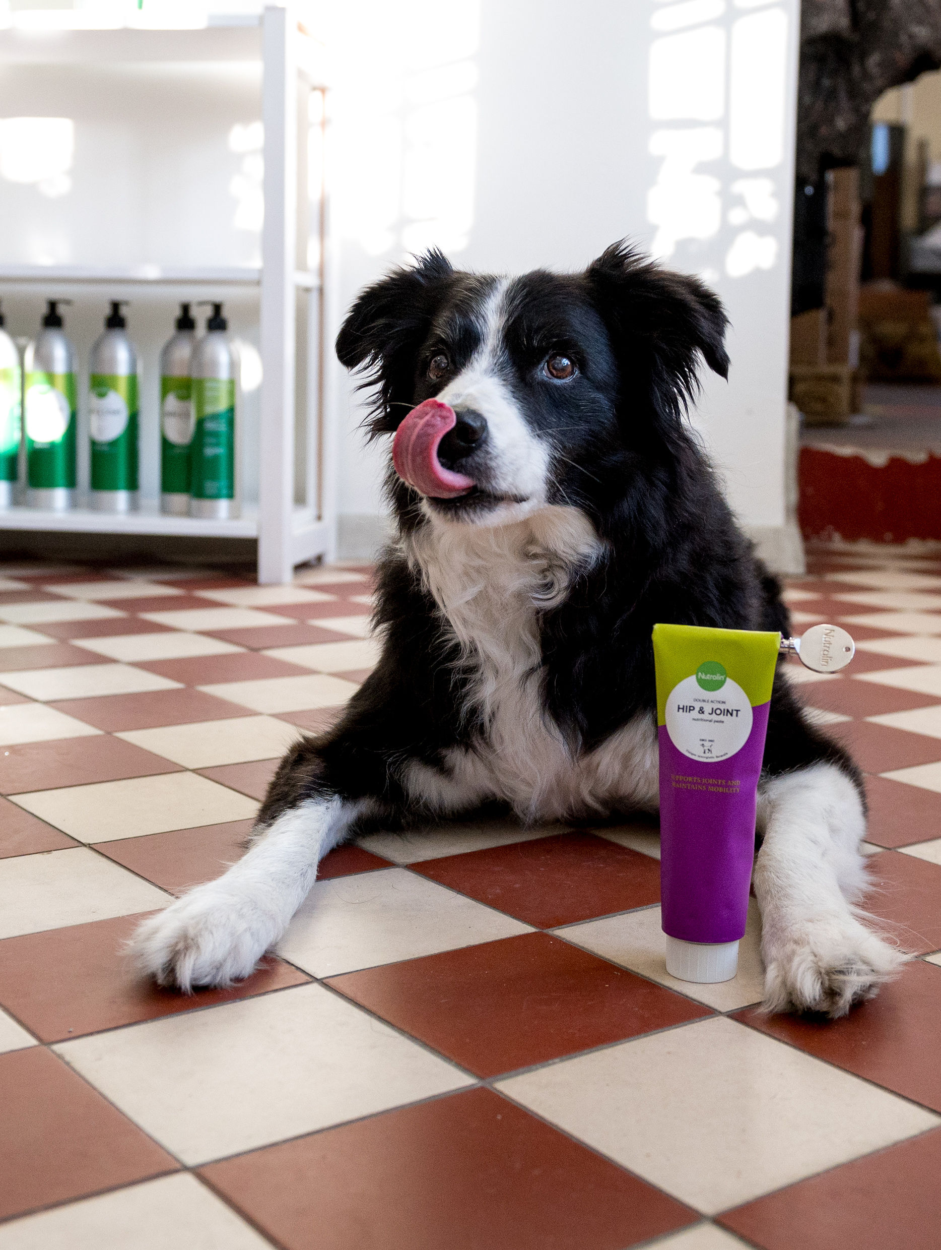 Bordercollie som ligger tillsammans med Nutrolin® HIP & JOINT-tuben