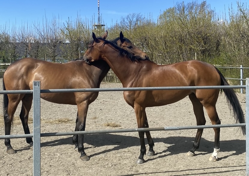 Hästen Rachel med en annan häst i hagen