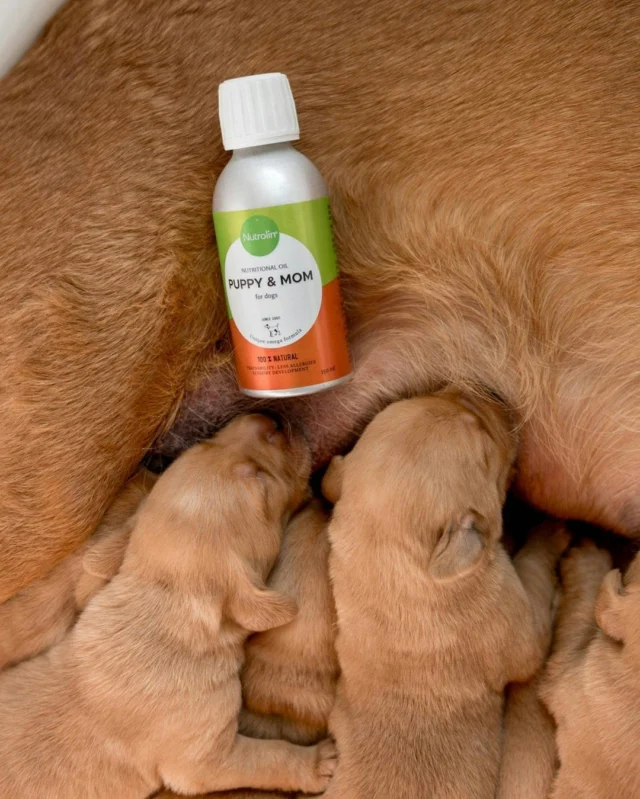 #OmegaMonday A low level of omega-3 fatty acids in the body is associated with difficulty becoming pregnant; this goes for dogs too.⁠
⁠
If this is your dog's first litter and you have been giving her at least courses of Nutrolin or other fish oil products, it suffices to start giving her Nutrolin®PUPPY & MOM during the last trimester of pregnancy (which is when the fetus's brains develop the most). If the female dog has had puppies before, the DHA reserves in her body may be low. In this situation, giving puppy oil should be started before breeding.⁠
⁠
#nutrolinlife #nutrolin #nutrolinpuppymom #koirankasvatus #dogbreeding #pentuelämää #puppylife #valp