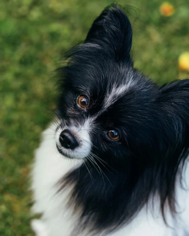 My sunshine doesn’t come from the skies but from the love in my dog’s eyes. 💚 Have a relaxing weekend y'all! ⁠
⁠
#Nutrolin #Nutrolinlife #NutrolinDogs #papillon #perhoskoira